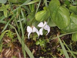 Viola-palustris_RefugeduCal
